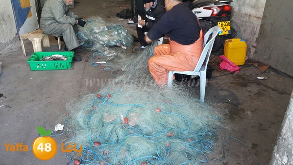 samak yaffa 3j53 (6).JPG